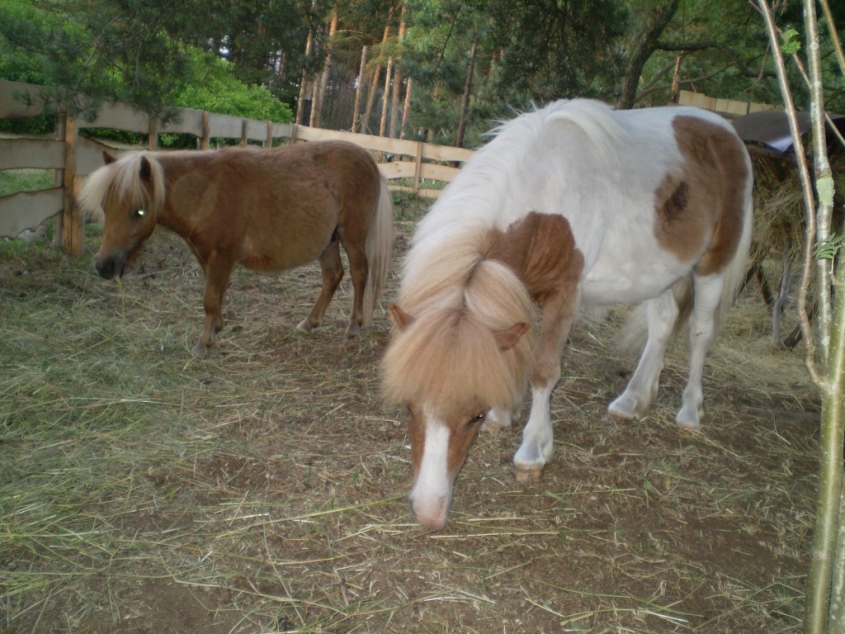Aicinām uz Mini Zoo sezonas atklāšanu