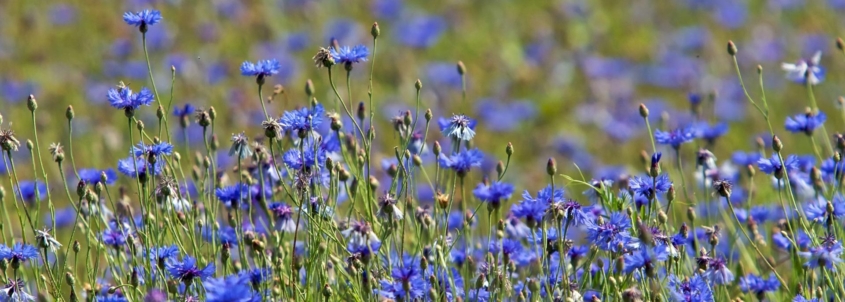 Ielīgošana Dižvanagos